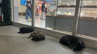 팔자좋은 필리핀 멍멍이